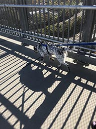 Dog on a bridge